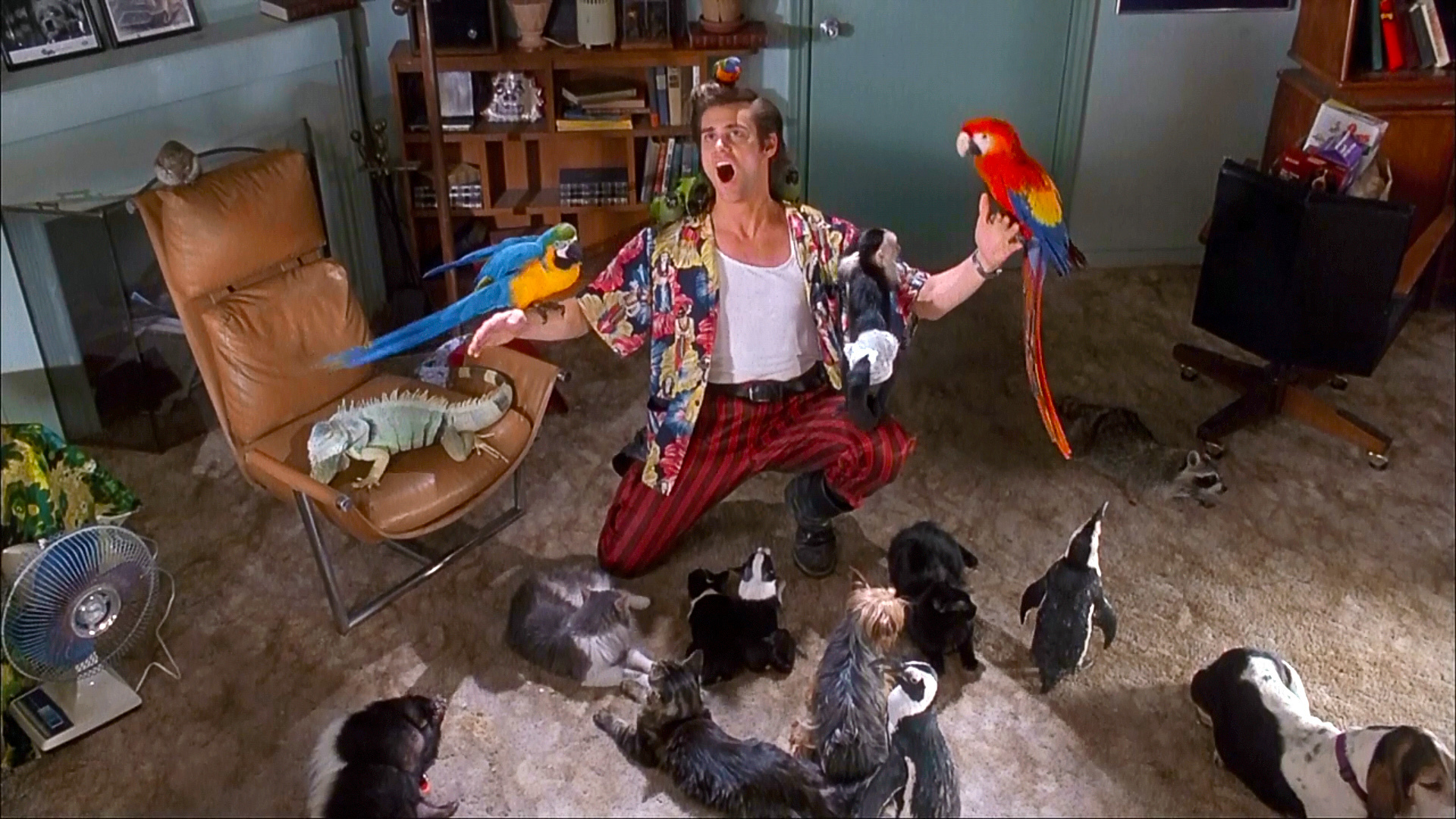 Эйс Вентура: розыск домашних животных фильм 1994